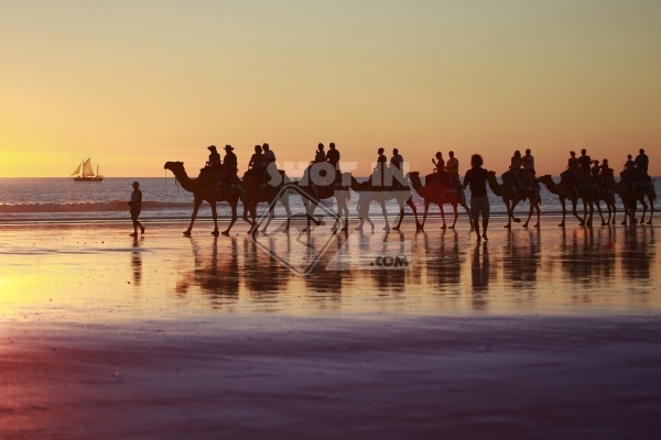 Camel Riders at Sunset