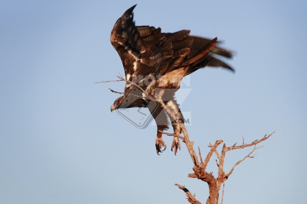 Eagle in Flight