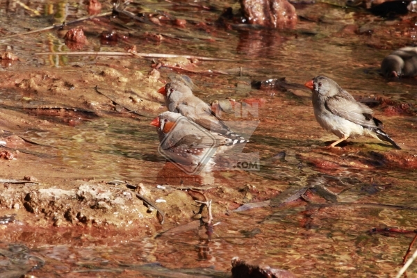 Millstream National Park - Birds