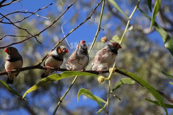 Millstream National Park - Birds