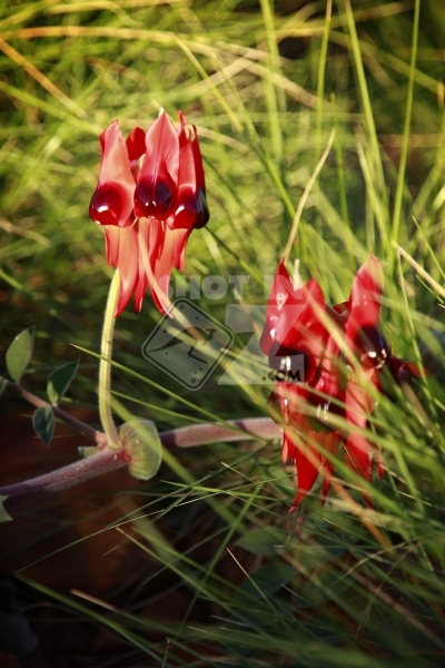 Millstream National Park - Kangaroo Paw - Native Flora