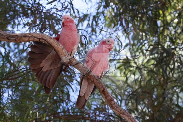 Pink & Gray Galah's Landscape