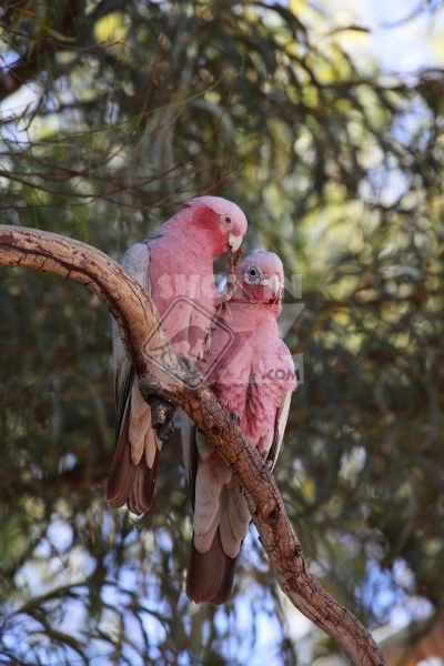 Pink & Gray Galah's Portrait