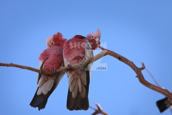 Pink And Grey Parrots