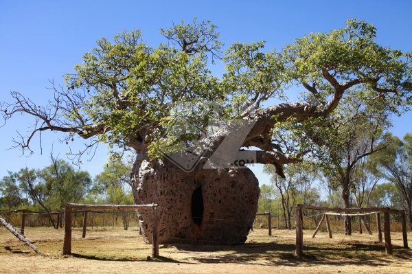 Prison Tree Derby