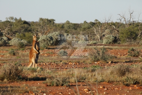 Red Kanagroo Standing