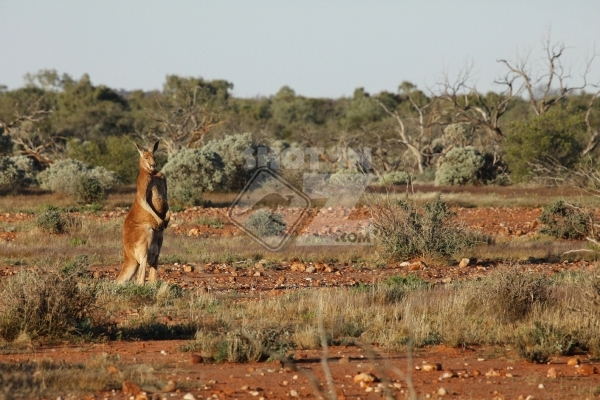 Red Kanagroo Standing