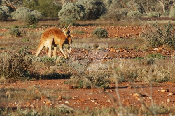 Red Kangaroo 