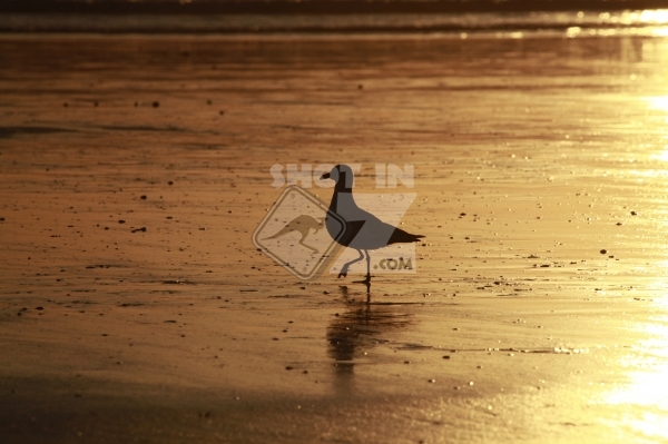 Seagull, Cable Beach Broome