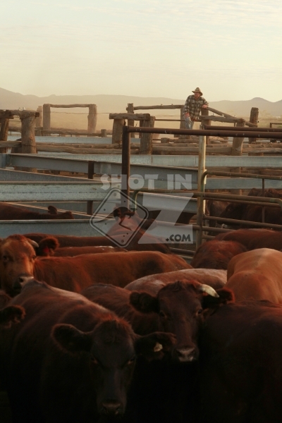 Stockman & Cows - Portrait