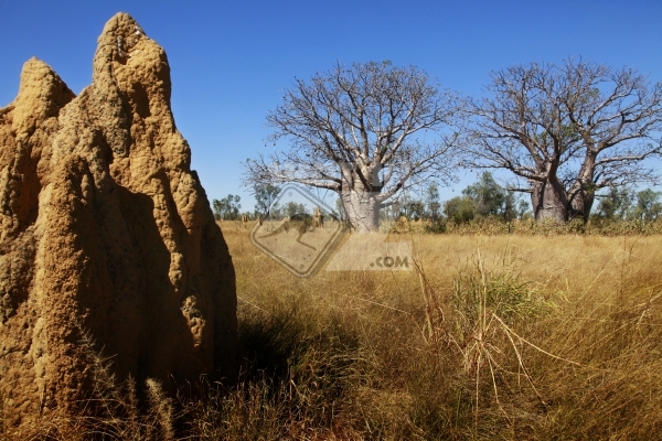 Termite Hill and boab trees - West Kimberley