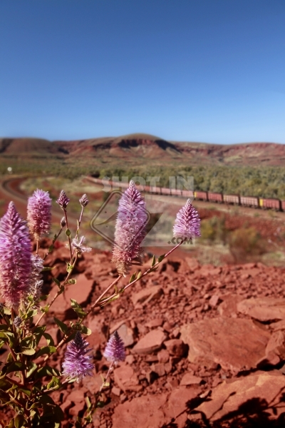 Tom Price - Iron Ore Train & Native Flora