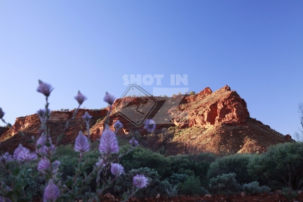 Wildflowers and Outback Scenery